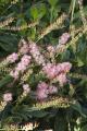 CLETHRA RUBY SPICE 3 GALLON