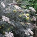 Elderberry Back Lace® 3 Gallon