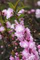 ALMOND PINK FLOWERING 3 GALLON