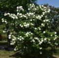 VIBURNUM COMMON SNOWBALL 3 GALLON