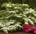 VIBURNUM DOUBLEFILE 3 GALLON