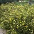 POTENTILLA GOLDFINGER 3 GALLON