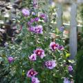 Athea Purple Pillar® 3 Gallon