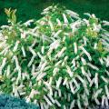ITEA LITTLE HENRY® 3 GALLON