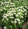 VIBURNUM AUTUMN JAZZ 3 GALLON