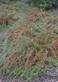 COTONEASTER CRANBERRY 3 GALLON