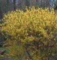 FORSYTHIA  LYNWOOD GOLD 3 GALLON