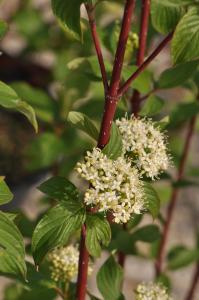 DOGWOOD BAILEY'S RED TWIG 3 GALLON