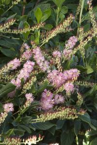 CLETHRA RUBY SPICE 3 GALLON