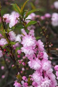ALMOND PINK FLOWERING 3 GALLON