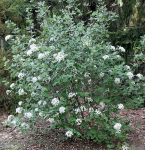 VIBURNUM BURKWOODI 3 GALLON