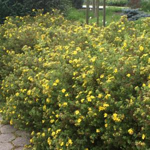 POTENTILLA GOLDFINGER 3 GALLON