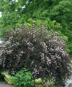 Ninebark Summer Wine® 3 Gallon