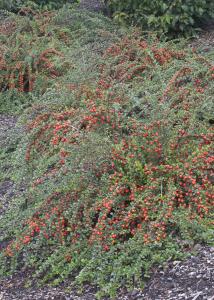 COTONEASTER CRANBERRY 3 GALLON