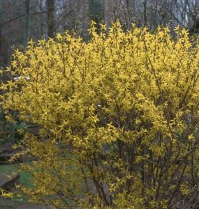 FORSYTHIA  LYNWOOD GOLD 3 GALLON