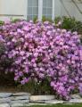 Rhododendron PJM 3 Gallon