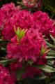 RHODODENDRON NOVA ZEMBLA 3 GALLON