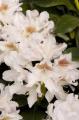 Rhododendron White 3 Gallon