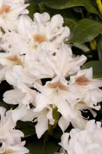 Rhododendron White 3 Gallon