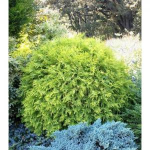 Arborvitae Globe 3 Gallon