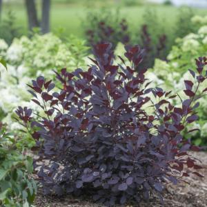 SMOKE TREE WINECRAFT BLACK 3 GALLON