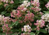 HYDRANGEA QUICK FIRE® 3 GALLON