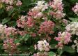 HYDRANGEA QUICK FIRE® 3 GALLON