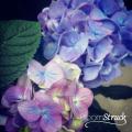 HYDRANGEA BLOOMSTRUCK(R)