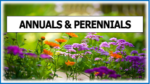 ANNUALS & PERENNIALS