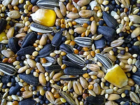 Birdfeed