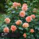 ROSE SH AT LAST(R) PW #2