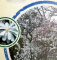 MAGNOLIA ROYAL STAR #5