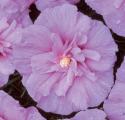 ALTHEA LAVENDER CHIFFON PW #3