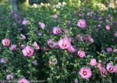 ALTHEA RUFFLED SATIN(R) PW #3