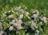 ARONIA LOW SCAPE MOUND(R)  PW