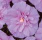 ALTHEA LAVENDER CHIFFON PW #3