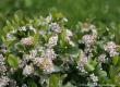 ARONIA LOW SCAPE MOUND(R)  PW