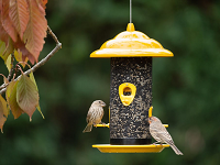 Finch Feeders