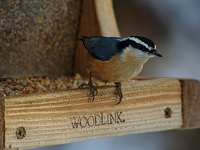 Mixed Seed Feeders