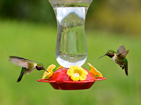 Oriole/Hummingbird Feeders