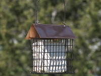 Suet Feeders