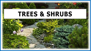 TREES & SHRUBS